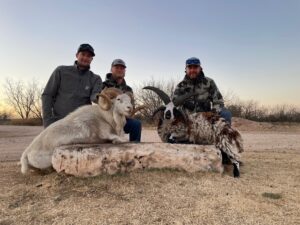 Texas helicopter pig and sheep hunting